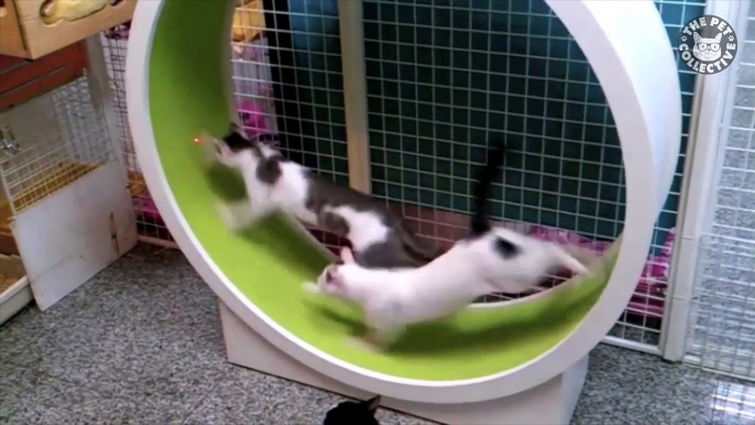 Funny Kooky Cats Video Pet Compilation 2016