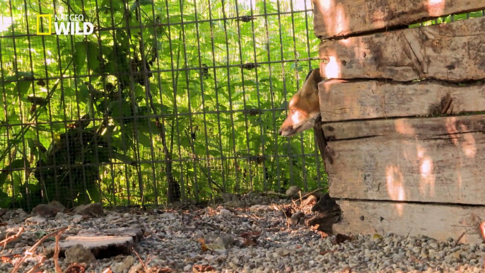 Un renardeau qui reprend du poil de la bête!