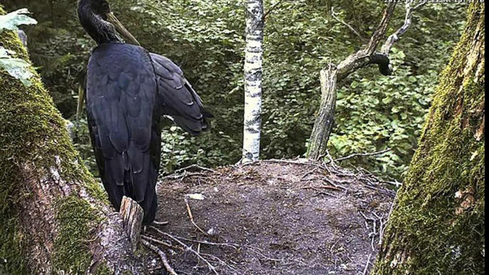 Estonian Black Storks - 708U Kelly fledged 28.07.2012. 19:48