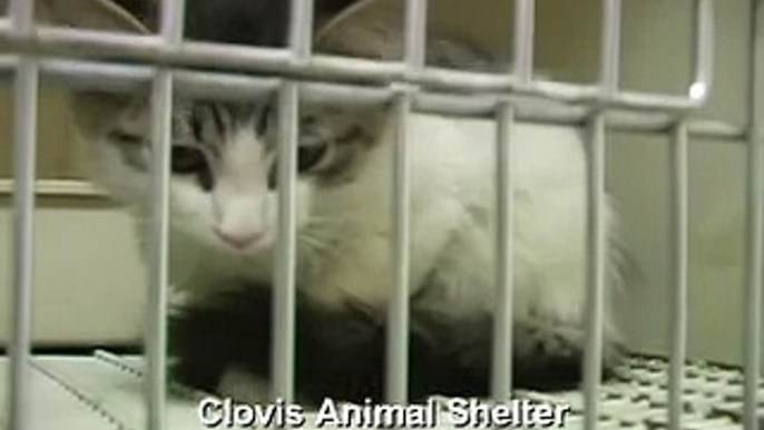 Clovis Animal Shelter pet of the week 23-27 July 2007