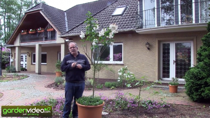 How to Prune Lilacs