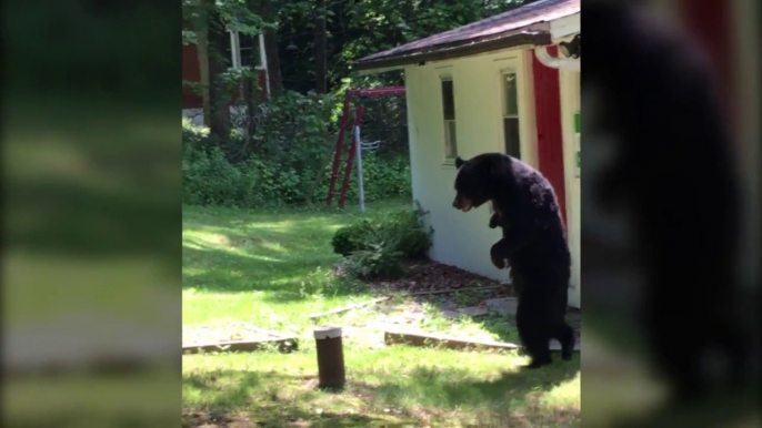 Balade d'un ours brun dans un jardin debout sur ses pattes arrières