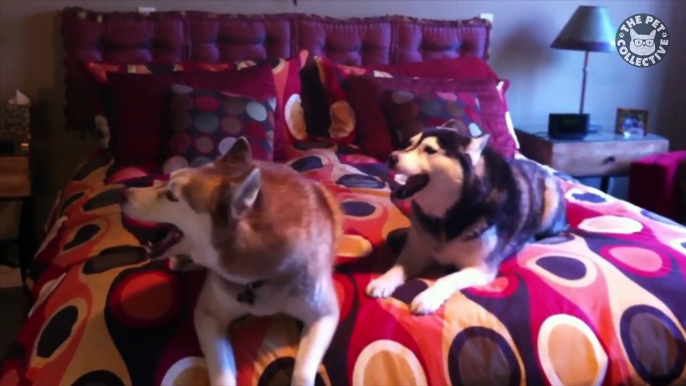 Hilarious Wacky Pets Animal Video Compilation 2016