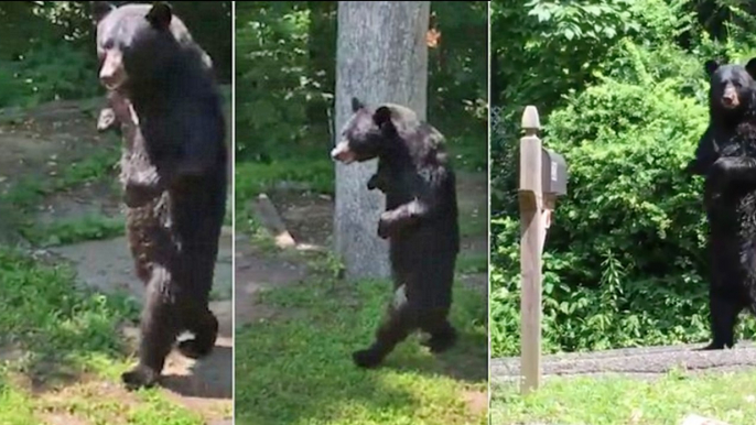 Il filme un ours qui marche comme un humain debout sur ses pattes arrières