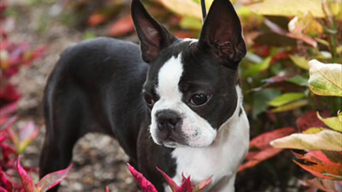 Top 10 Favourite small dog breeds.