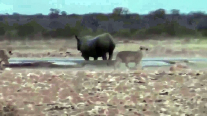 Biggest wild animal fights - Lion vs Rhino - CRAZIEST Animals Attack Caught On Camera – Prin