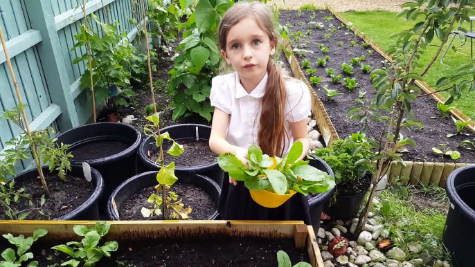 From Garden To Plate (Harvesting Some Radish)   - Organic Vegetable Tabbouleh