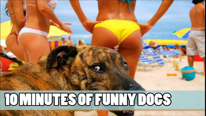 10 MINUTES OF FUNNY DOGS