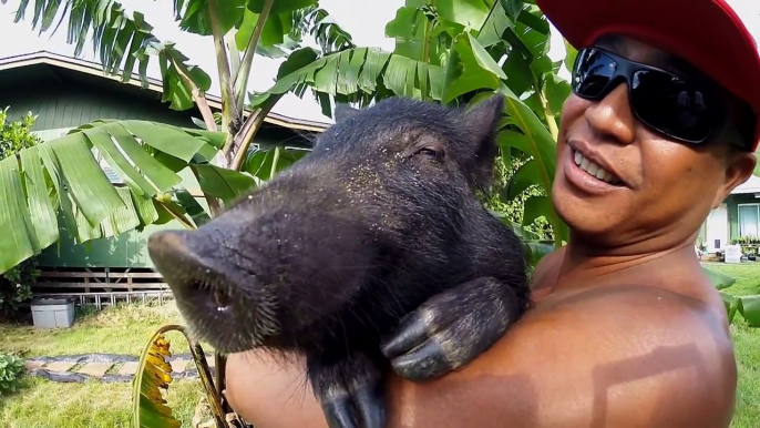 GoPro Kama The Surfing Pig