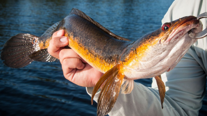 Hook Shots: Florida Snakehead Hunt