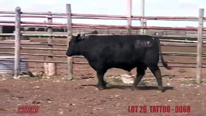 McCurry Angus Bull Sale - Lot 26