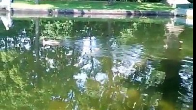 Утята в пруду. Детки-утки )) / Ducklings in a pond. Children duck ))