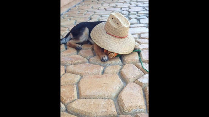 German Shepherd Puppy Dog Playing Toy with Farmer Straw Hat