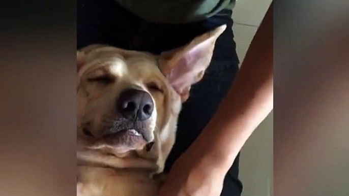 Funny Dog Expression While Having Facial and Relaxing