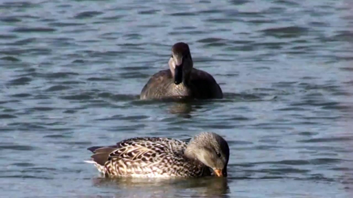 Gadwall filmed at Farmoor Oxfordshire 19/02/2012