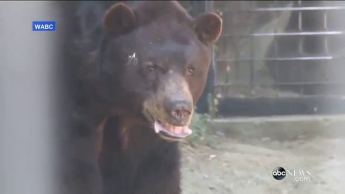 Ce chat devient l'ami d'un ours dans un zoo! tellement mignon