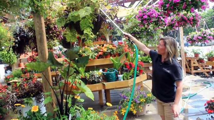 Tips on proper watering technique for hanging baskets and patio pots over the summer