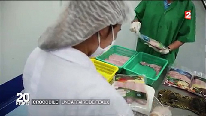 Elevage de crocodiles en Thaïlande. Cette entreprise élève et vend le corps de milliers de crocodiles