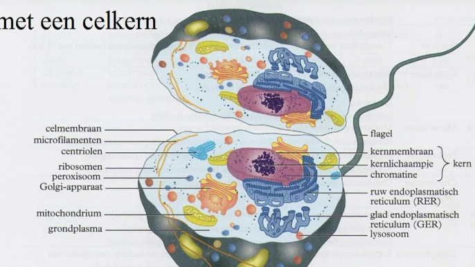 Celorganellen part 2 (4H)