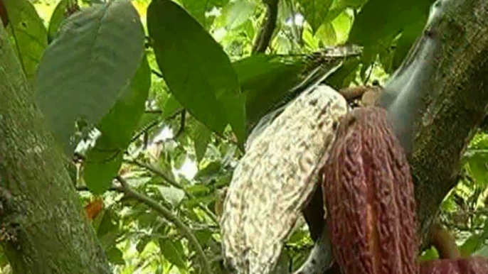 Innovadora propuesta cacaotera en el cantón Milagro, provincia del Guayas