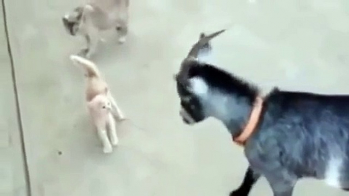 WONDERFUL VIDEO of A Kitten scaring The attacking Goat   Very funny Video CAT VS GOAT