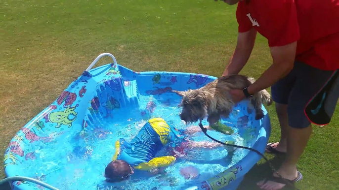 Ce chien pense nager suspendu au dessus de la piscine