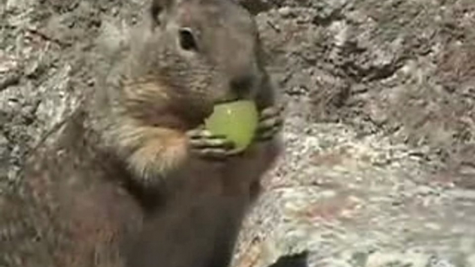 Squirrel eating grape