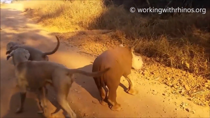 Promener son bébé rhinocéros comme un chiot.. trop mignon