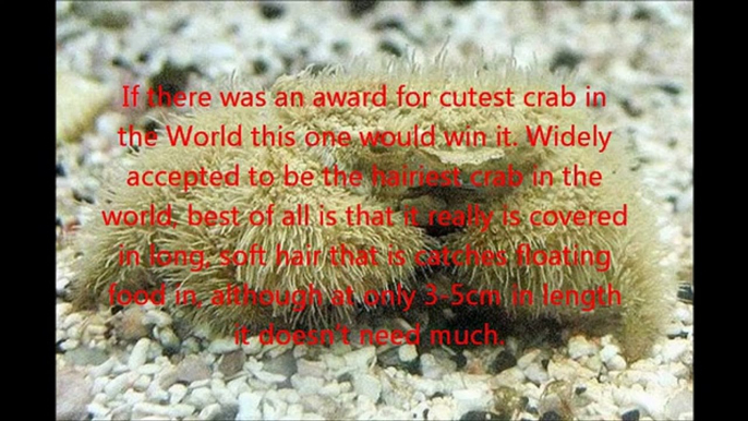 The World's Top 10 Most Amazing Crabs