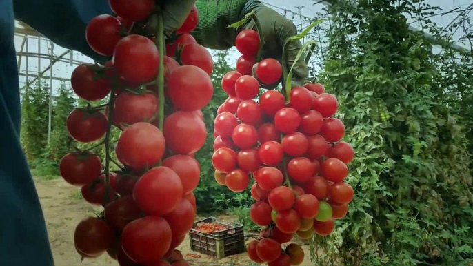 Hydroponics - Greenhouse Tomato Farming 2016