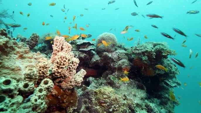 La Minute du Parc naturel marin de Mayotte - "La passe en S,  un espace protégé à reconquérir  " - Shimaoré