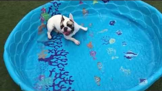 French Bulldog Doesn't Need Water to Swim