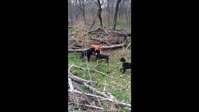 Un petit chien vicieux s'attaque à un gros