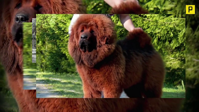 The World s Most Terrifyingly Awesome & Terrifyingly Expensive Dog - Tibetan Mastiffs