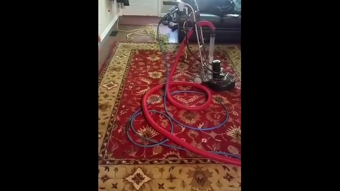 Cleaning With Love Persian Rug Cleaning with Pet Stains