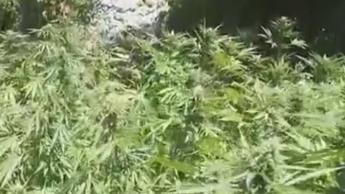 Castellana (BA) - Piantagione di marijuana tra gli alberi, 5 arresti (27.07.16)