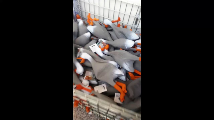 Une armée de canards sauvages