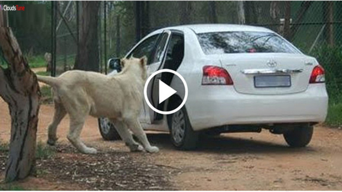 Top 5 Lion attacks car on kruger national park