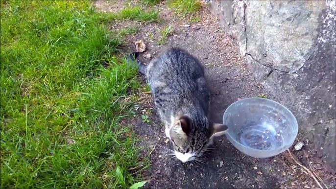 Ce chaton trop mignon ronronne quand on lui carresse la tête