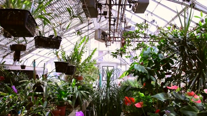 Greenhouse