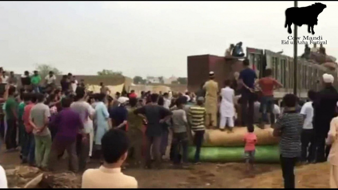 Cow unloading at Sohrab Goth Cow Mandi 2016