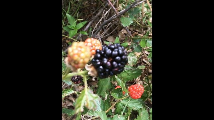 The Time I Went Blackberry Picking (Lightbulb Moment)