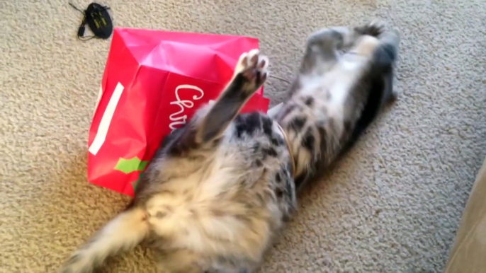 5 Cats Who Fail At Being Cats