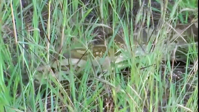 Kruger National Park - Huge Python hides under Car bonnet.