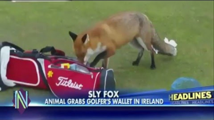 Sly fox takes off with man's wallet on golf course