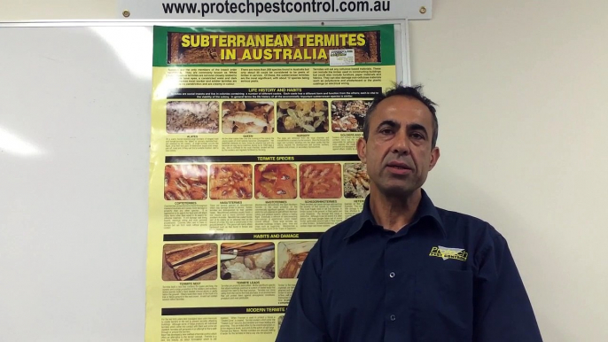 Signs of Termites Damage -  Protech Pest Control