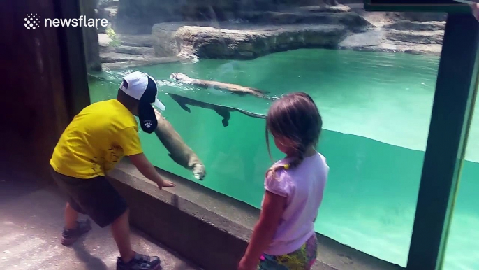 Otters mimicking children through the glass of their enclosure