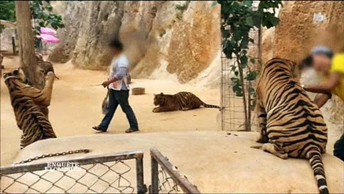 Des tigres drogués et maltraités en Thaïlande pour attirer les touristes ? Regardez