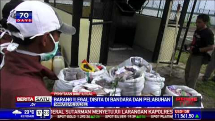 Petugas Musnahkan Bibit Tanaman Ilegal