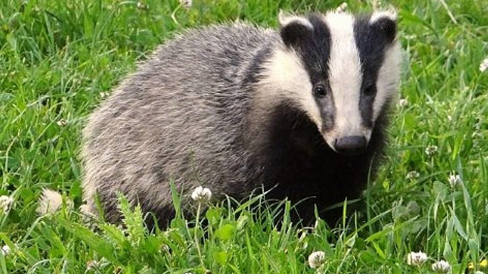 BBC Radio Sussex - Danny Pike 23Aug16 - badger cull extension